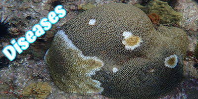 Coral Diseases