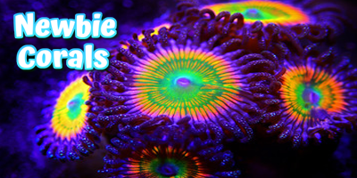 Newbie Corals