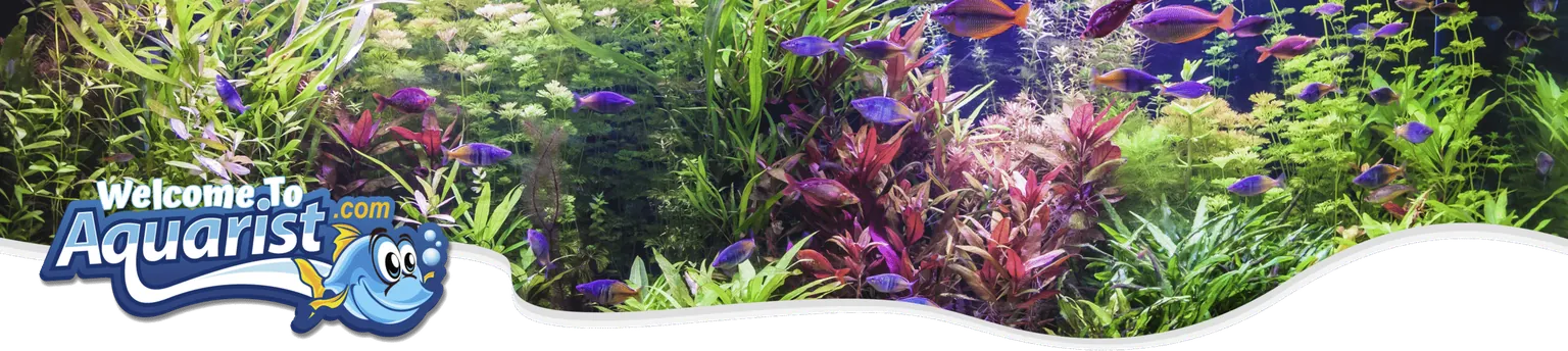 Welcome to Aquarist.com logo with a cartoon fish, over a planted freshwater aquarium