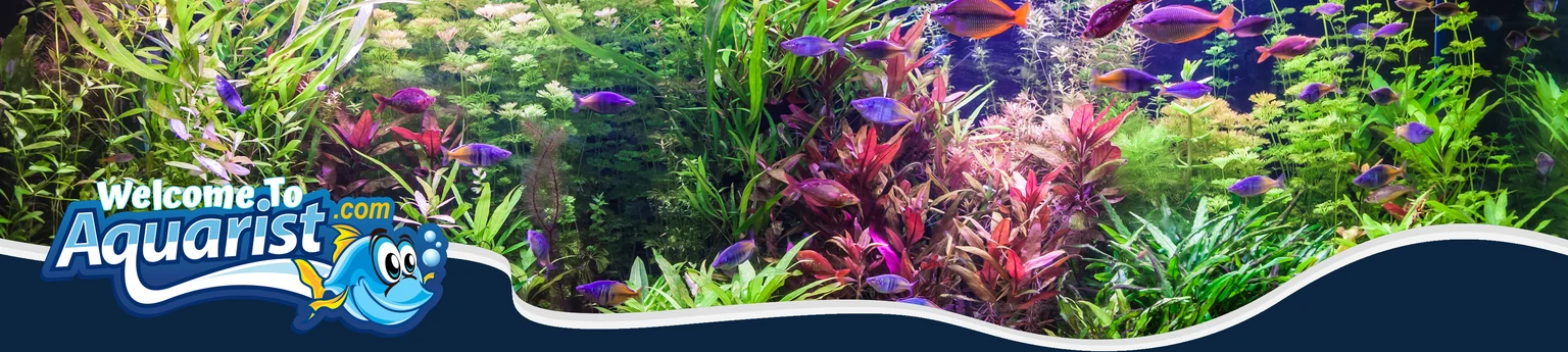 Welcome to Aquarist.com logo with a cartoon fish, over a planted freshwater aquarium