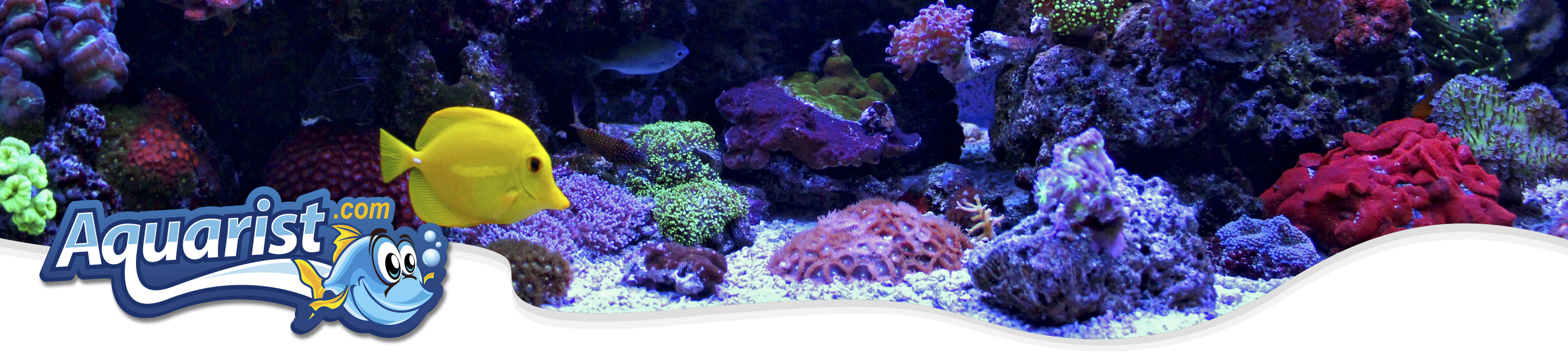 Reef Aquarium