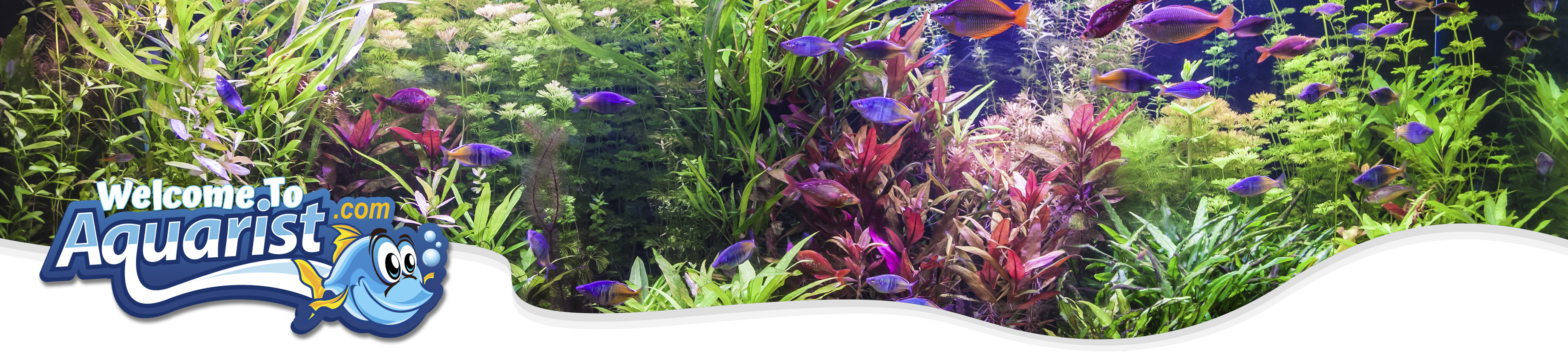 Freshwater Aquarium