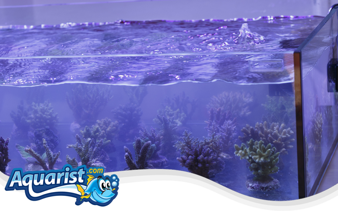 Coral Farming Business