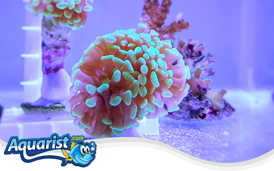 Fragging LPS Corals