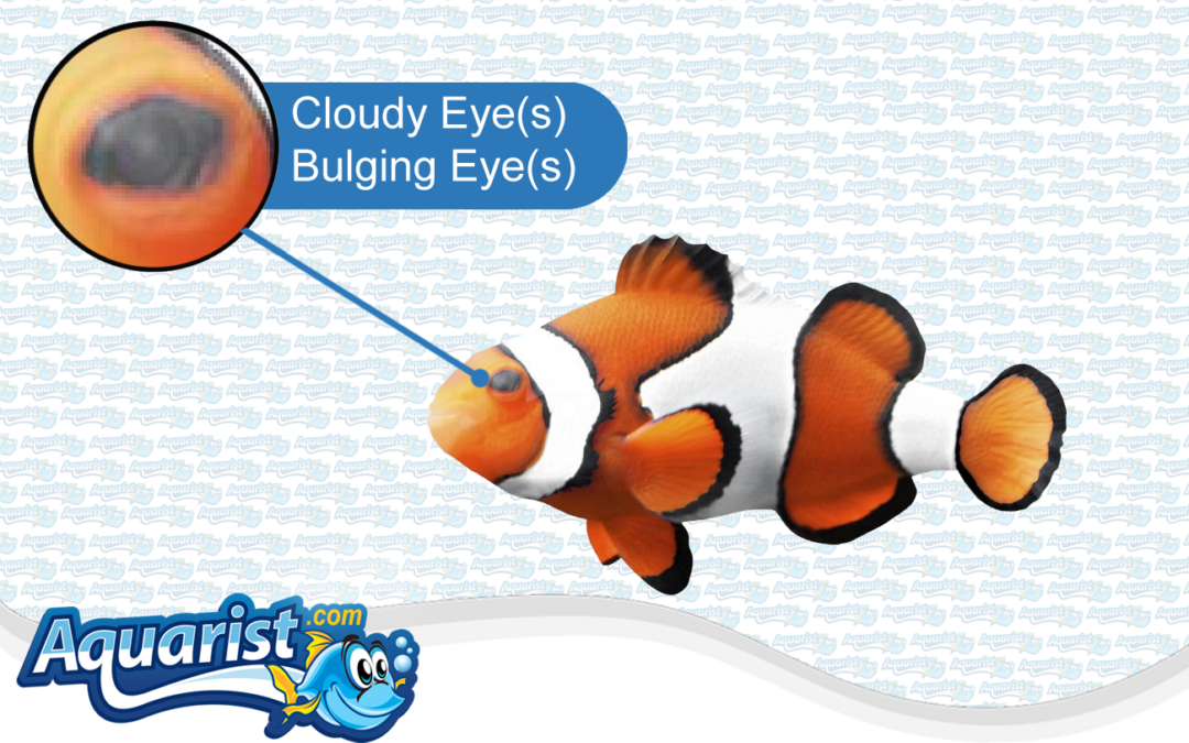 Fish Diseases – Cloudy Eyes