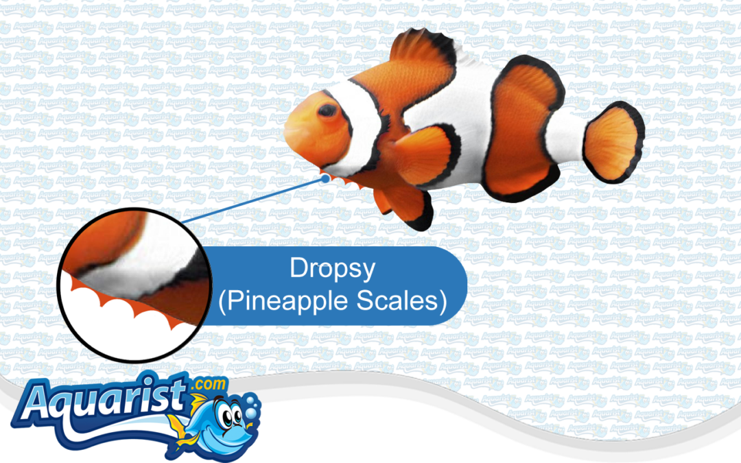 Fish Diseases – Dropsy