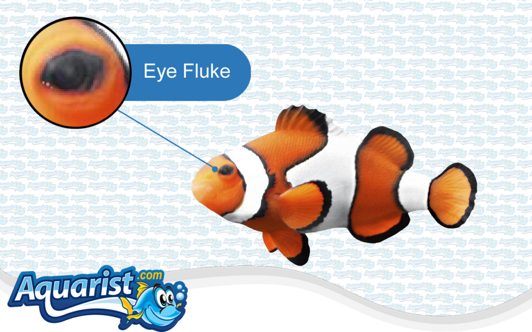 Fish Diseases – Eye Flukes