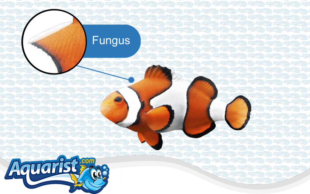 Fish Diseases – Fungal