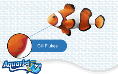 Fish Diseases – Gill Flukes