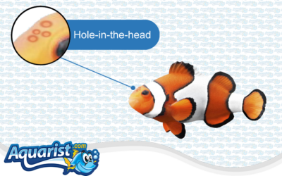 Fish Diseases – Hole-in-the-Head