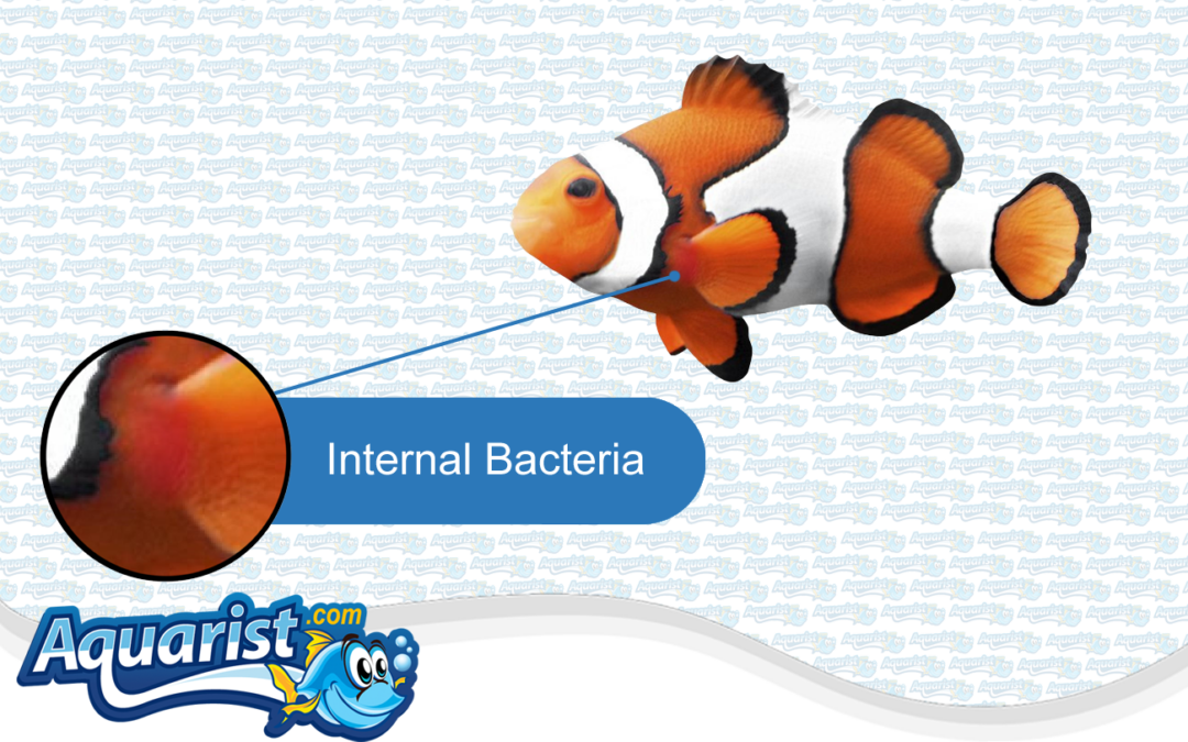 Fish Diseases – Internal Bacteria