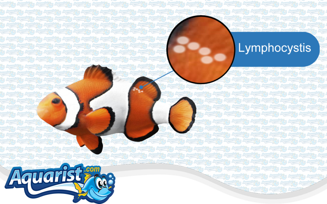 Fish Diseases – Lymphocystis