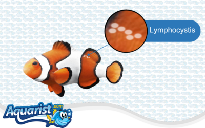 Fish Diseases – Lymphocystis