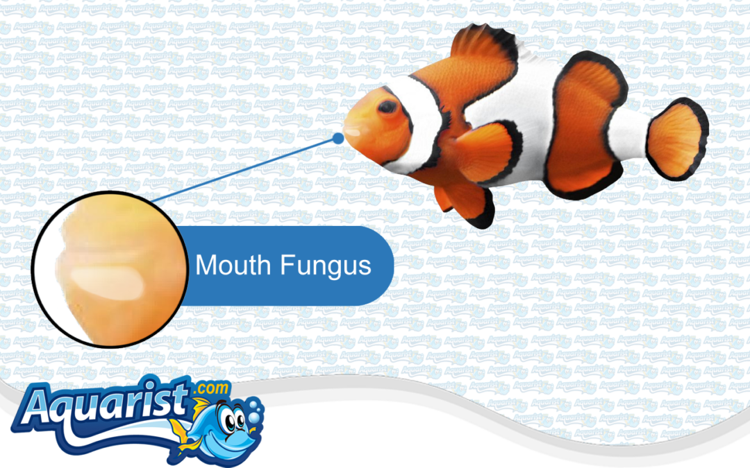 Fish Diseases – Mouth Fungus