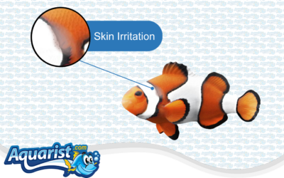 Fish Diseases – Skin Irritation