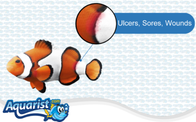 Fish Diseases – Ulcers, Sores, Wounds