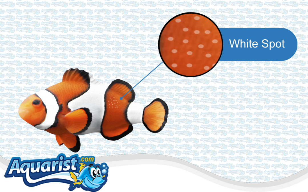 Fish Diseases – White Spot