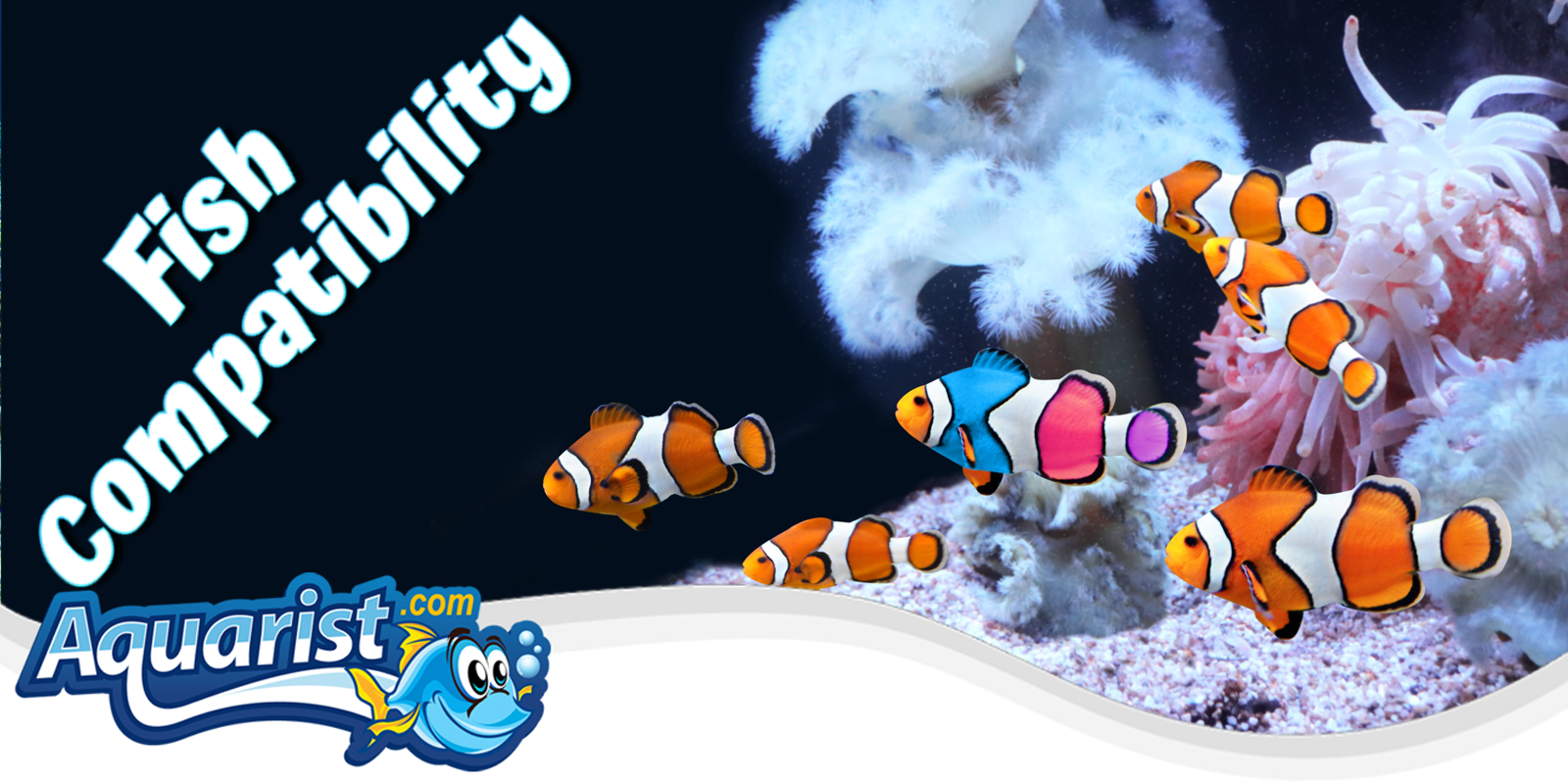 Saltwater Fish Compatibility