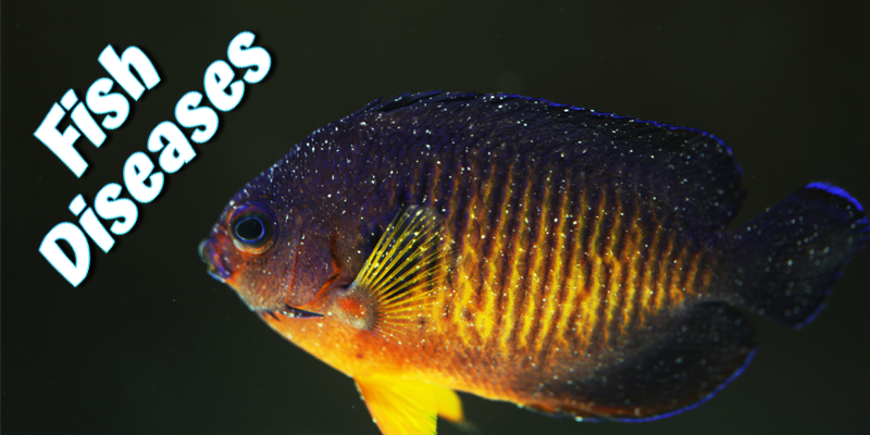 Saltwater Fish Diseases