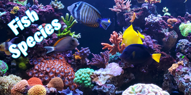 Saltwater Fish Species