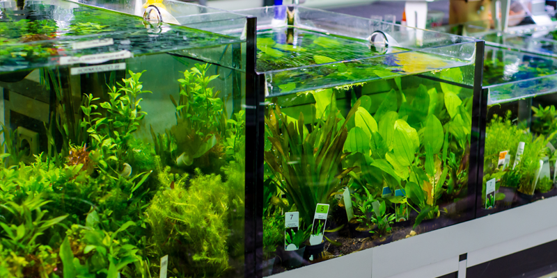 Aquatic Plants for Freshwater Tanks