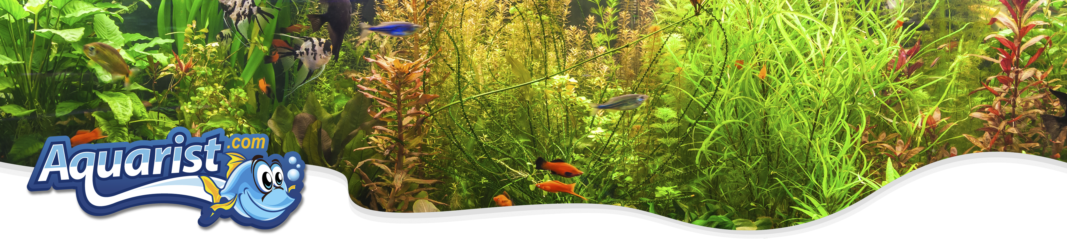 Freshwater Aquariums