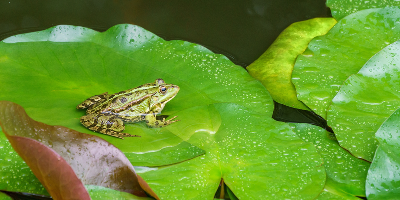 Pond Wildlife and Ecosystem