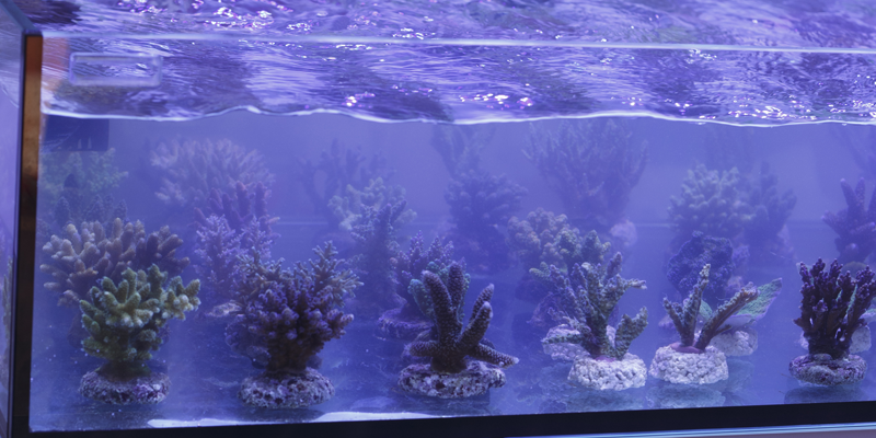 Breeding Saltwater Fish and Coral Propagation