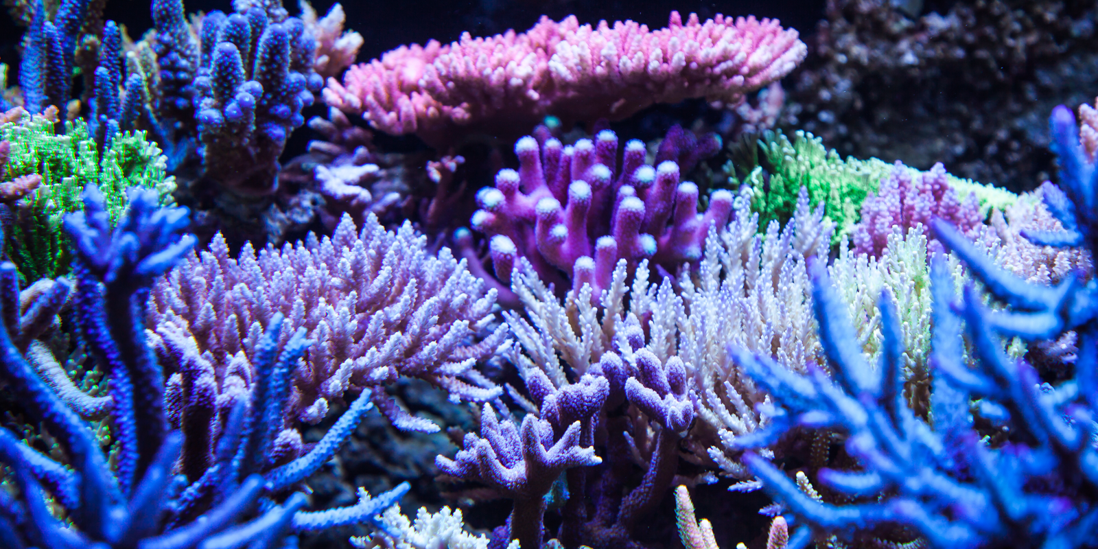 Corals and Invertebrates