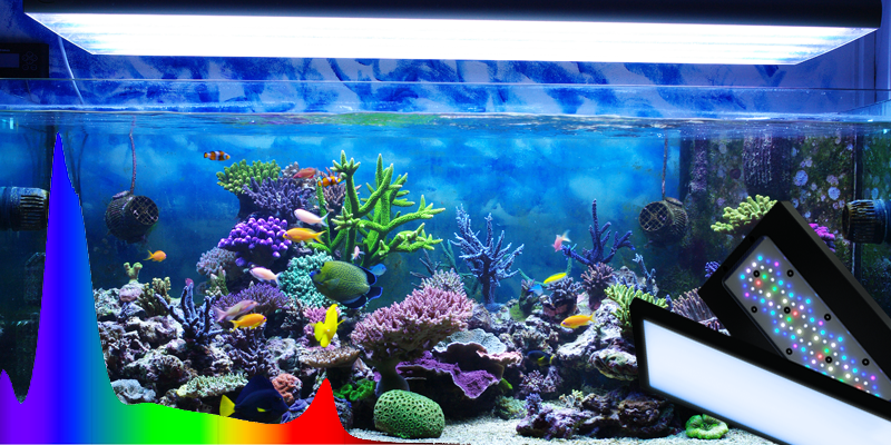 Lighting and Filtration for Reef Tanks