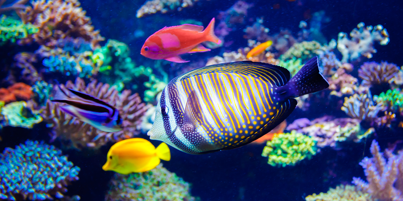 Saltwater Fish Species