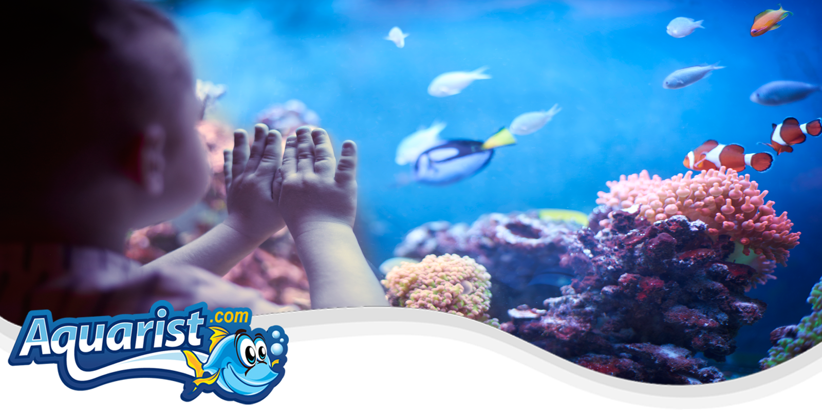 Saltwater Aquariums