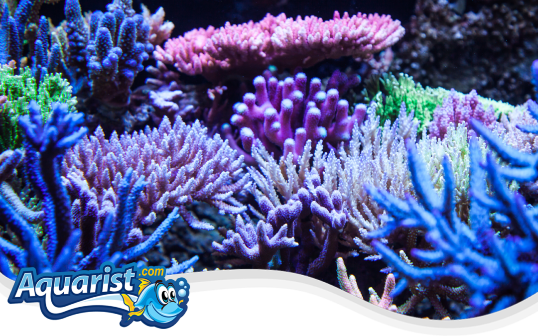 Fragging SPS Corals