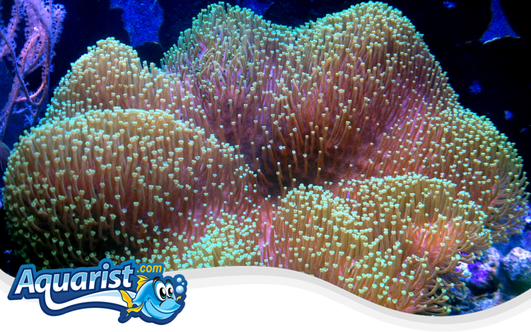 Fragging Soft Corals