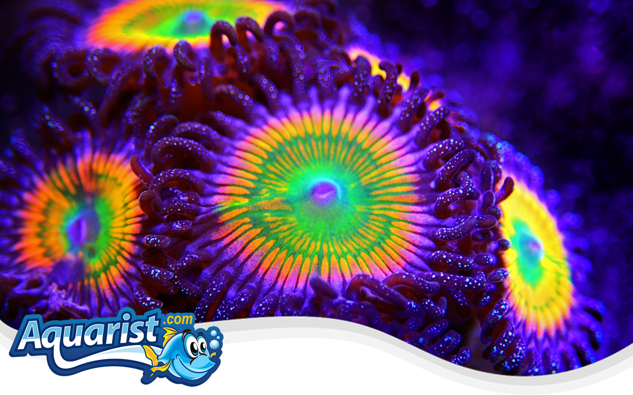 Zoanthids