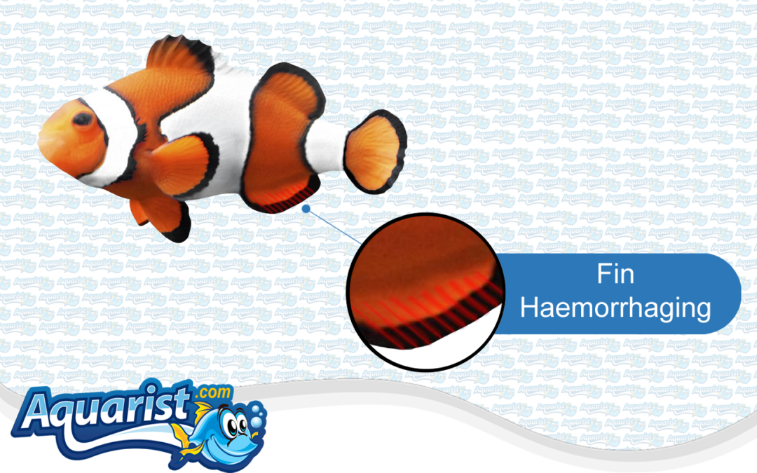 Saltwater Fish Diseases – Fin Haemorrhaging