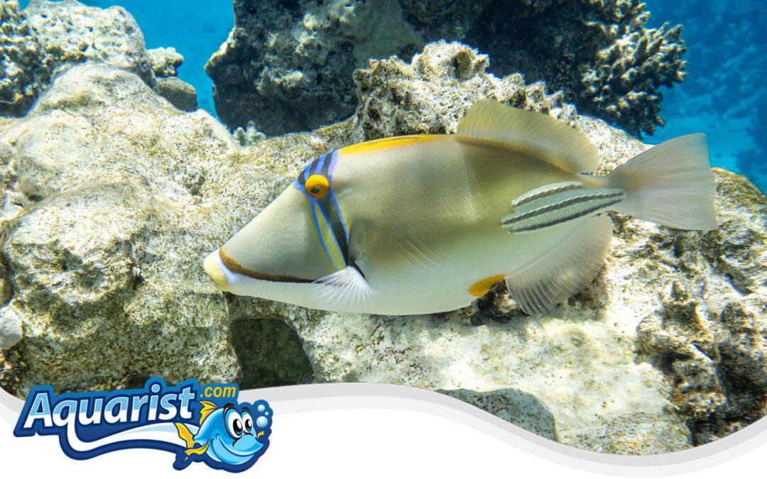 Assasi Triggerfish