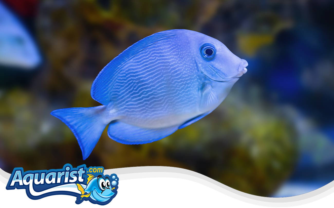 Atlantic Blue Tang (Acanthurus coeruleus)