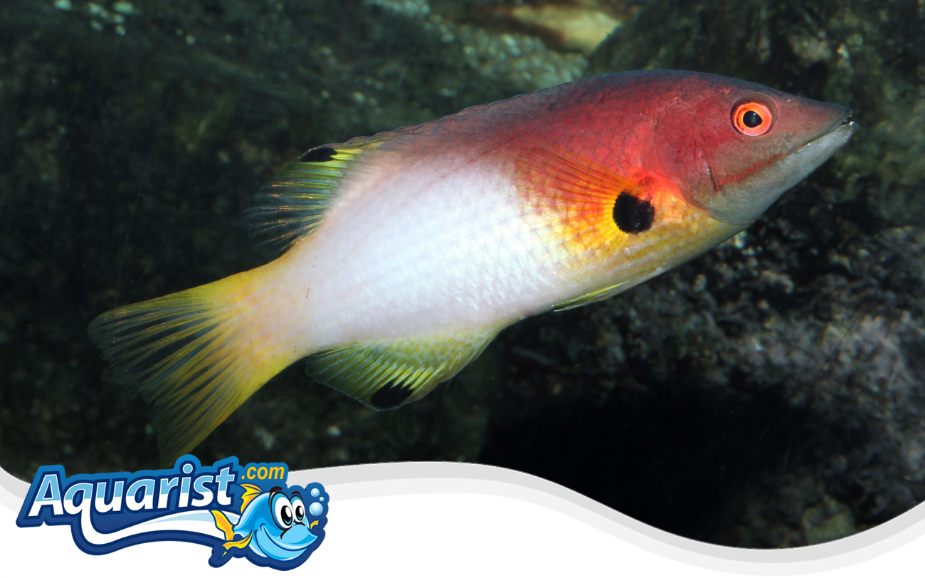 Axilspot Hogfish (Bodianus axillaris)