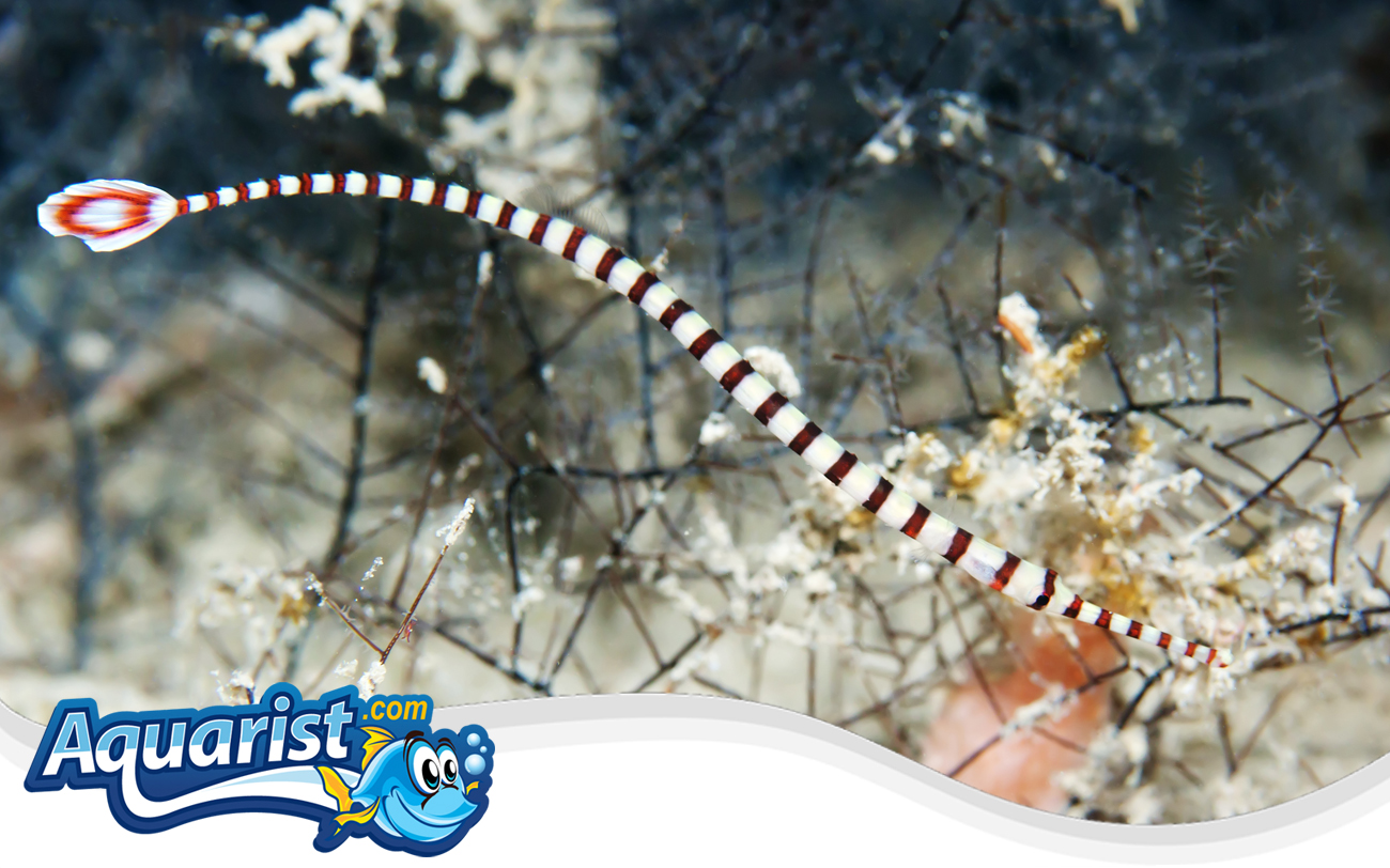 Banded Pipefish (Doryrhamphus dactyliophorus)