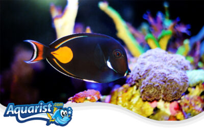 Achilles Tang