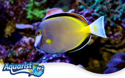 Powder Brown Surgeonfish