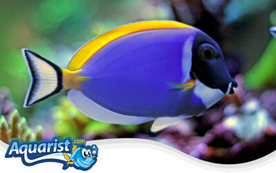 Powder Blue Surgeonfish