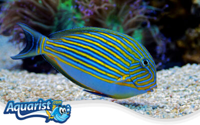 Lined Surgeonfish