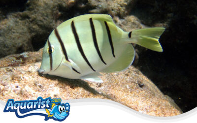 Convict Tang