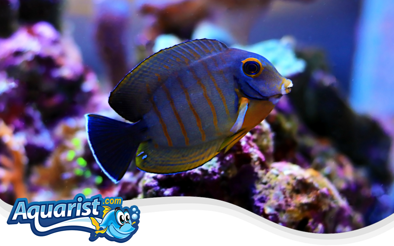 Acanthurus tristis