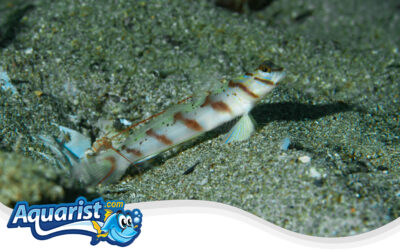 Diagonal Shrimp Goby