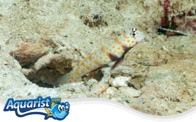 Spotted shrimp goby