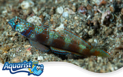 Wide-Banded Shrimp Goby