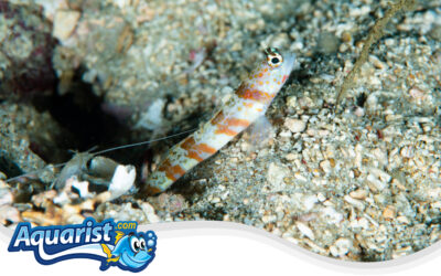 Periophthalma Shrimp Goby